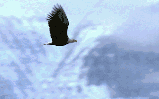 公司动态研究报告：业绩符合预期多板块战略持续推进